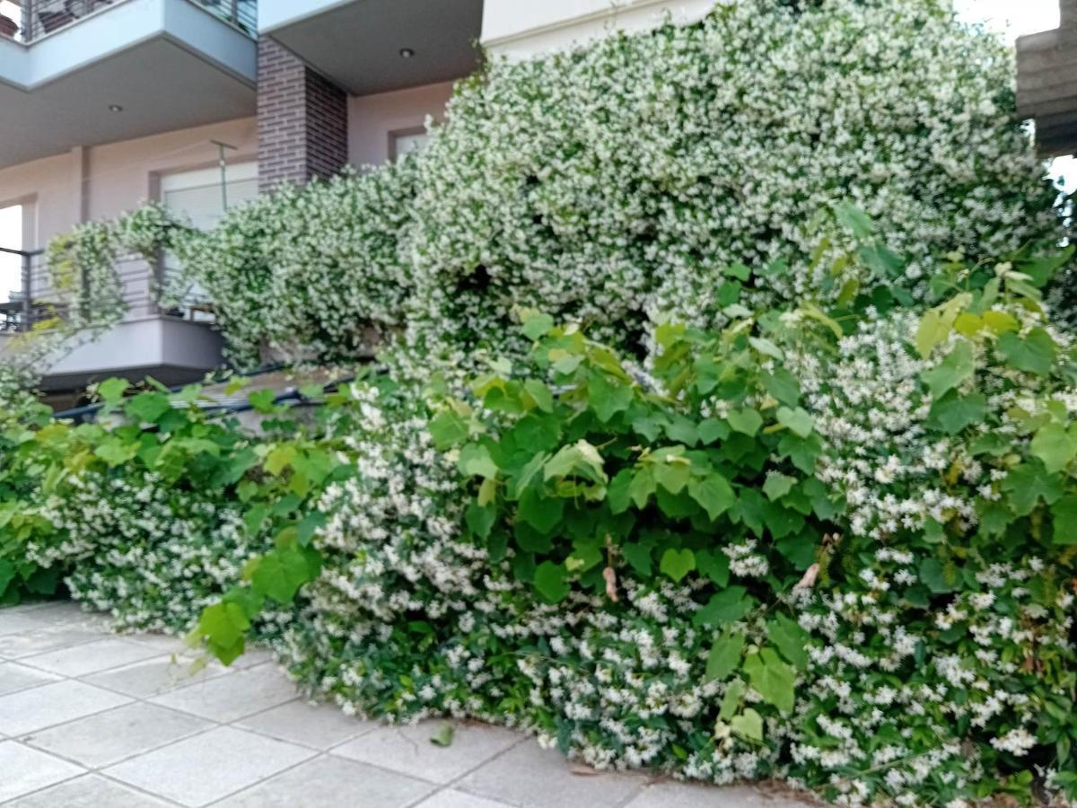 Stella'S Jasmine Leilighet Thessaloníki Eksteriør bilde